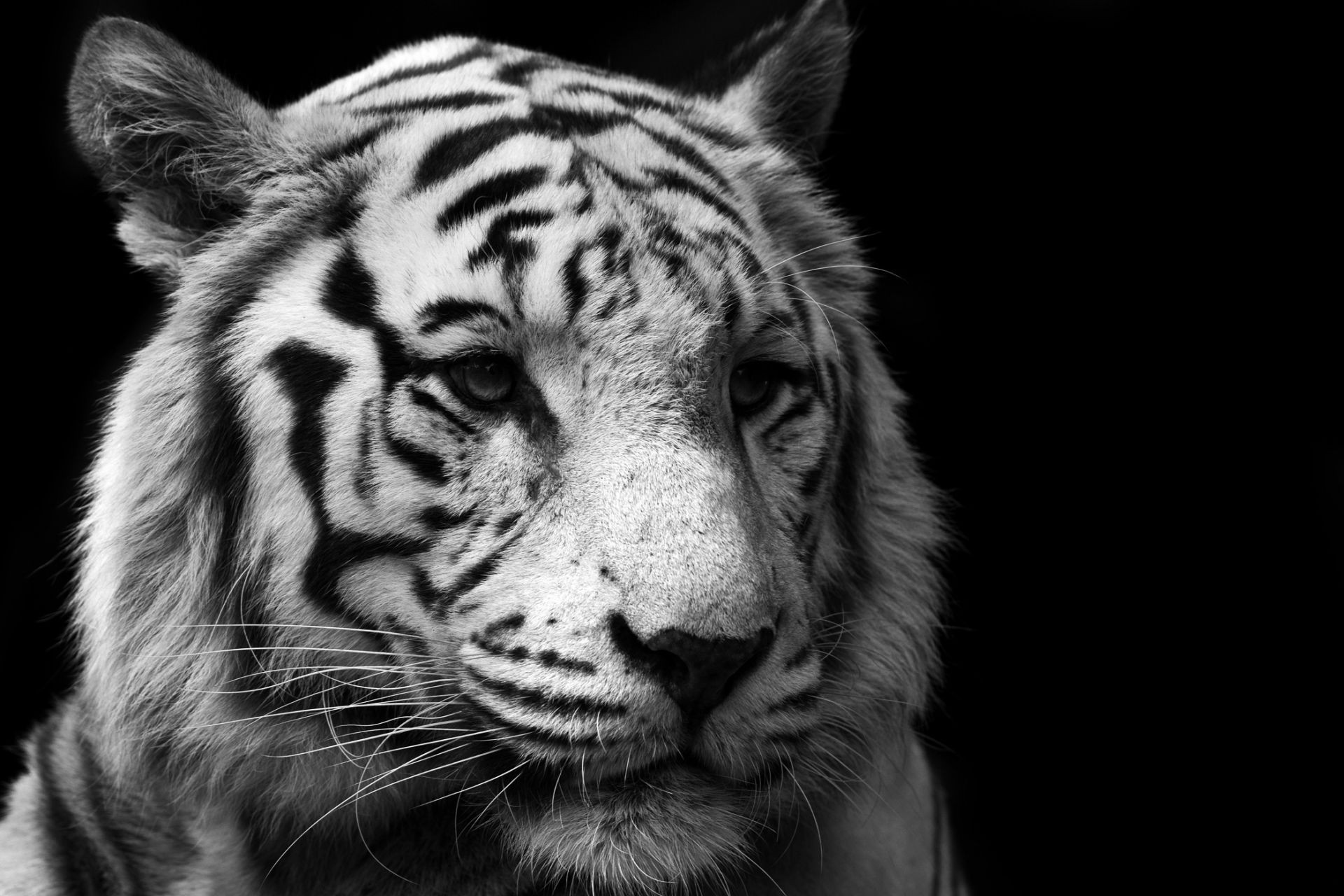 tigers cat animal mammal portrait tiger wildlife zoo predator fur eye carnivore hunter jungle angry danger big wild staring safari
