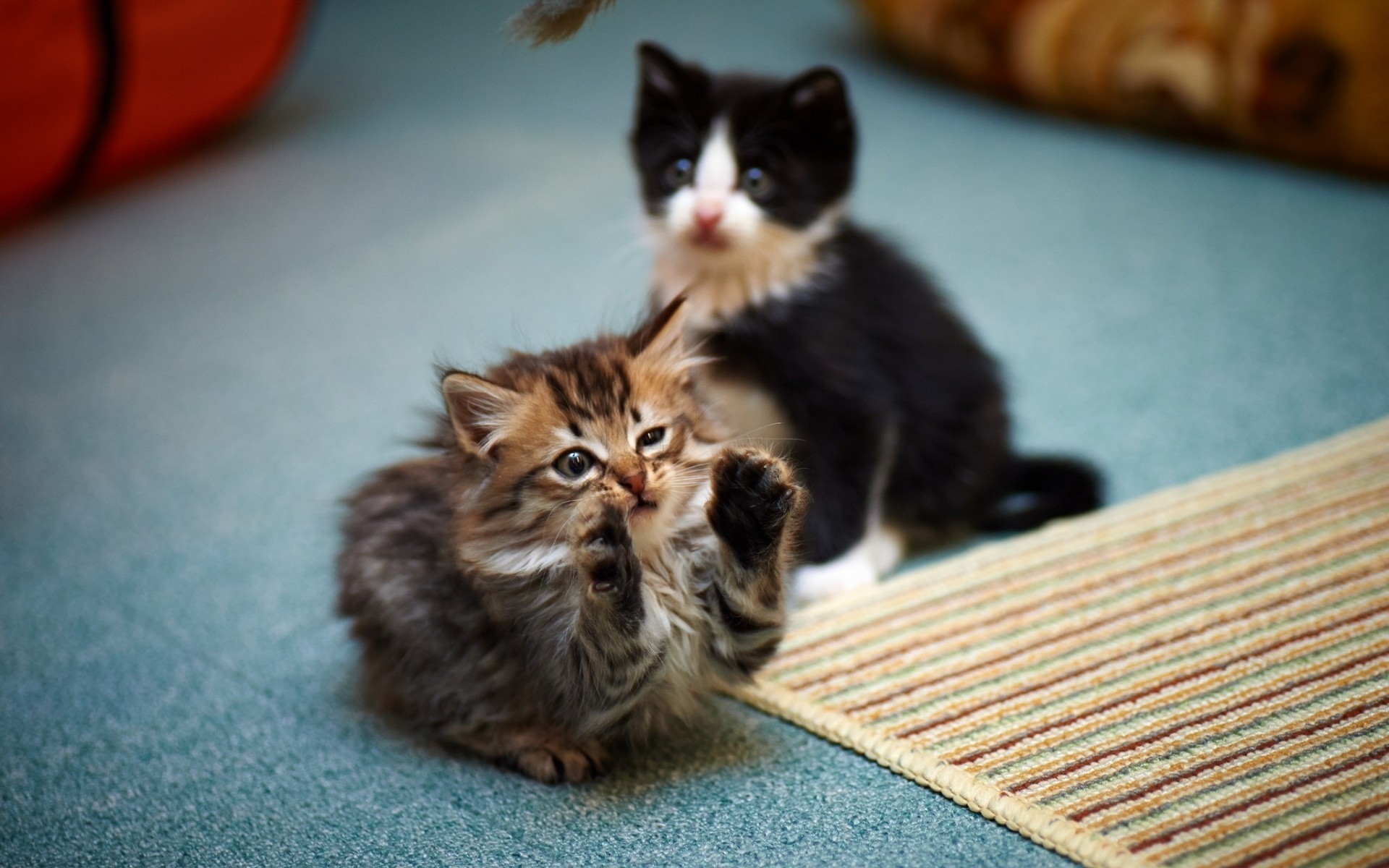 katzen katze kätzchen säugetier niedlich haustier porträt tier fell eine ansicht kitty lustig kätzchen