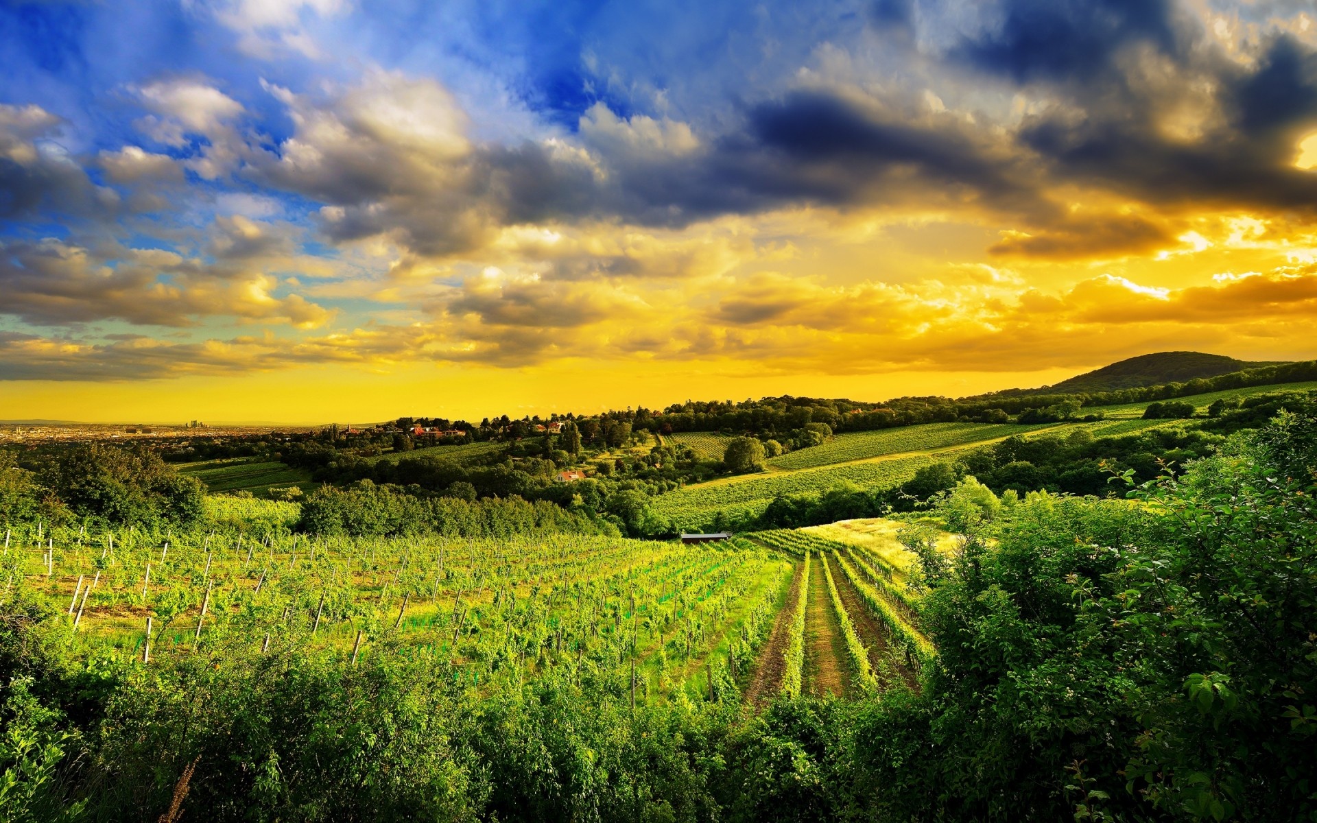 other city cropland nature landscape sky agriculture outdoors sunset countryside rural tree travel summer dawn vienna austria