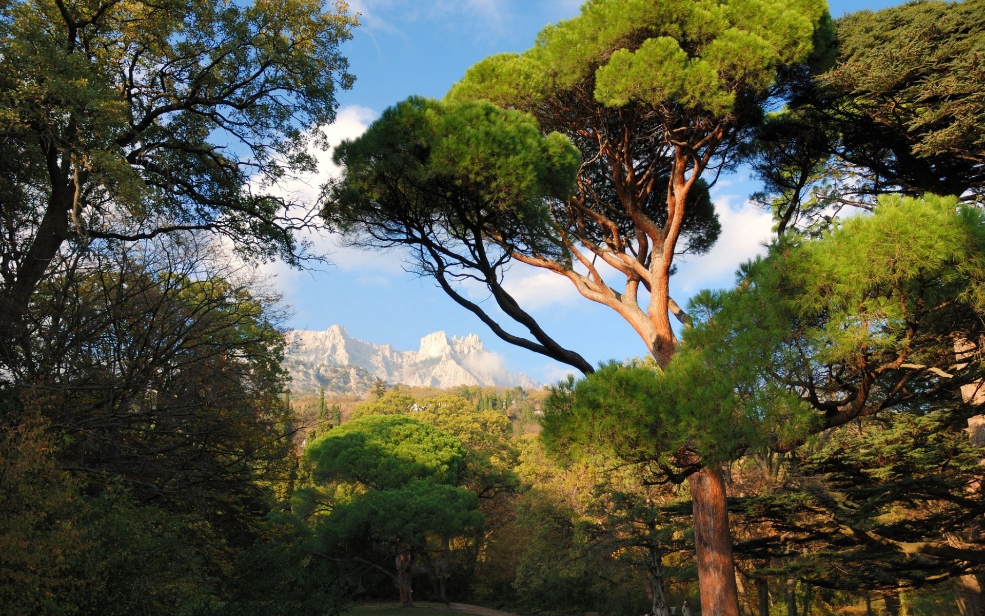 otras ciudades árbol madera naturaleza paisaje al aire libre hoja viajes cielo pintoresco parque montañas amanecer otoño verano miércoles evergreen coníferas buen tiempo pino miskhor crimea montañas bosque ucrania