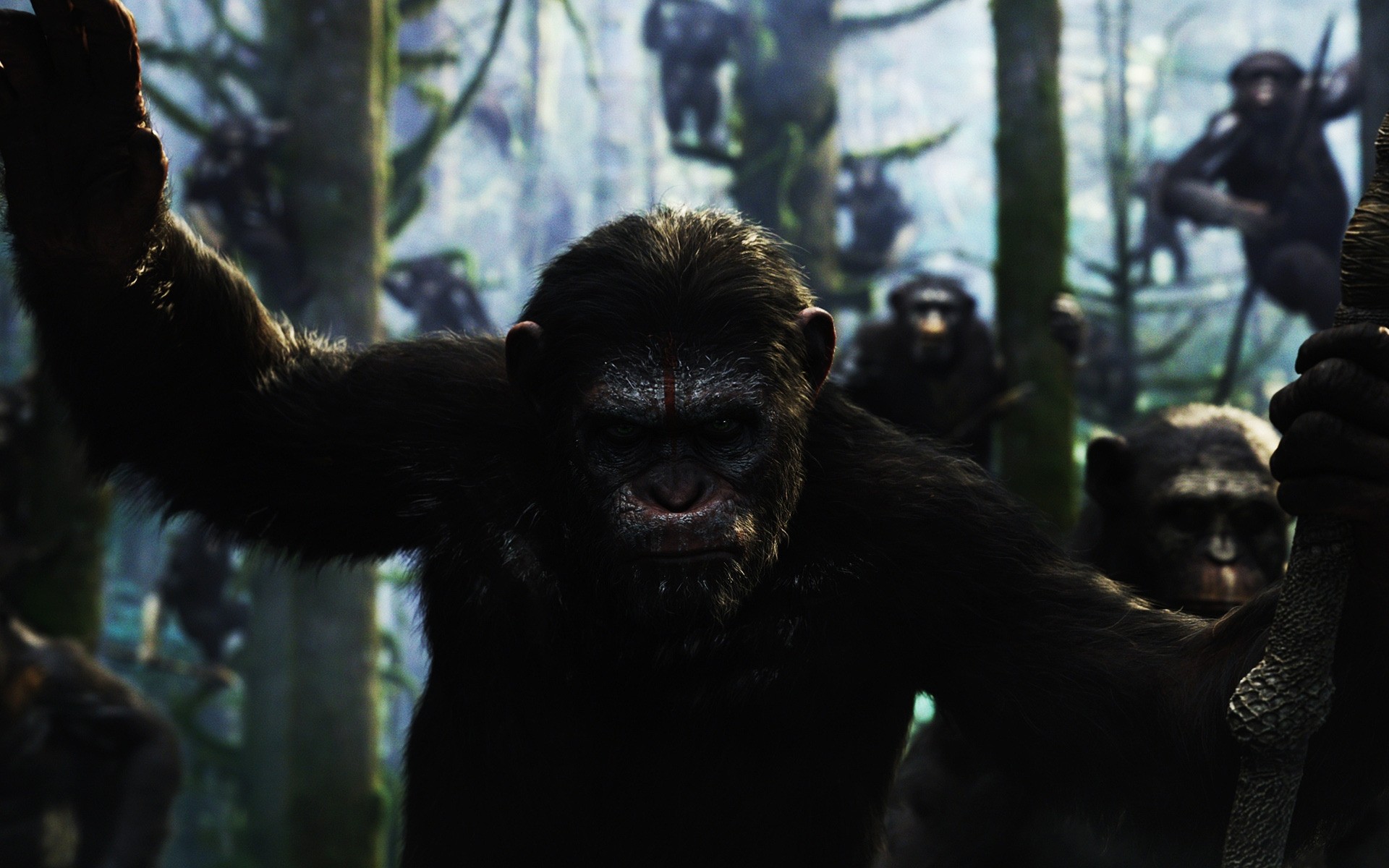 películas mamífero primado mono gruñido adulto solo zoológico grupo luz del día el planeta de los simios