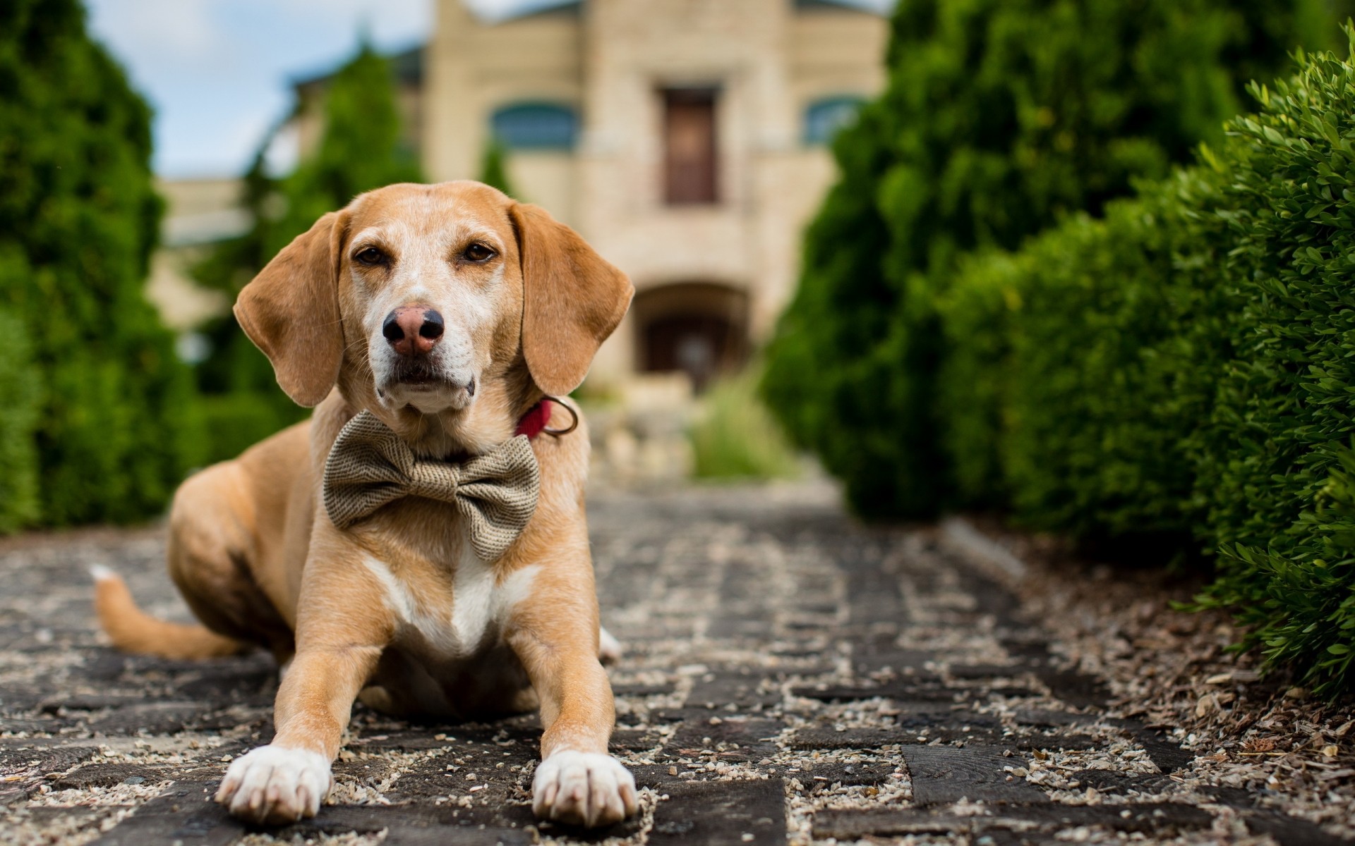 perros perro mascota lindo mamífero hierba perro retrato animal cachorro divertido