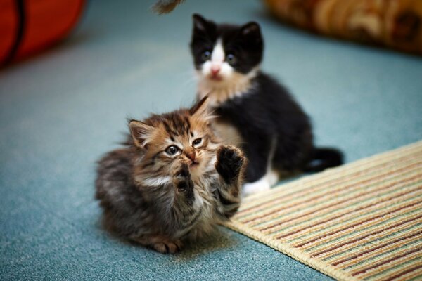 Two kittens on the floor messing around