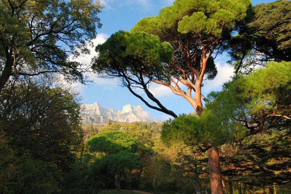 Landscape of tropical nature and mountains