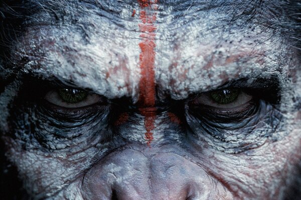 Le regard maléfique d un homme ressemblant à un singe