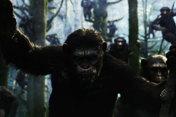 Le grand singe effraie sa taille