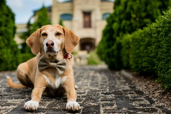 Netter Hund mit einem Bogen in der Nähe des Hauses