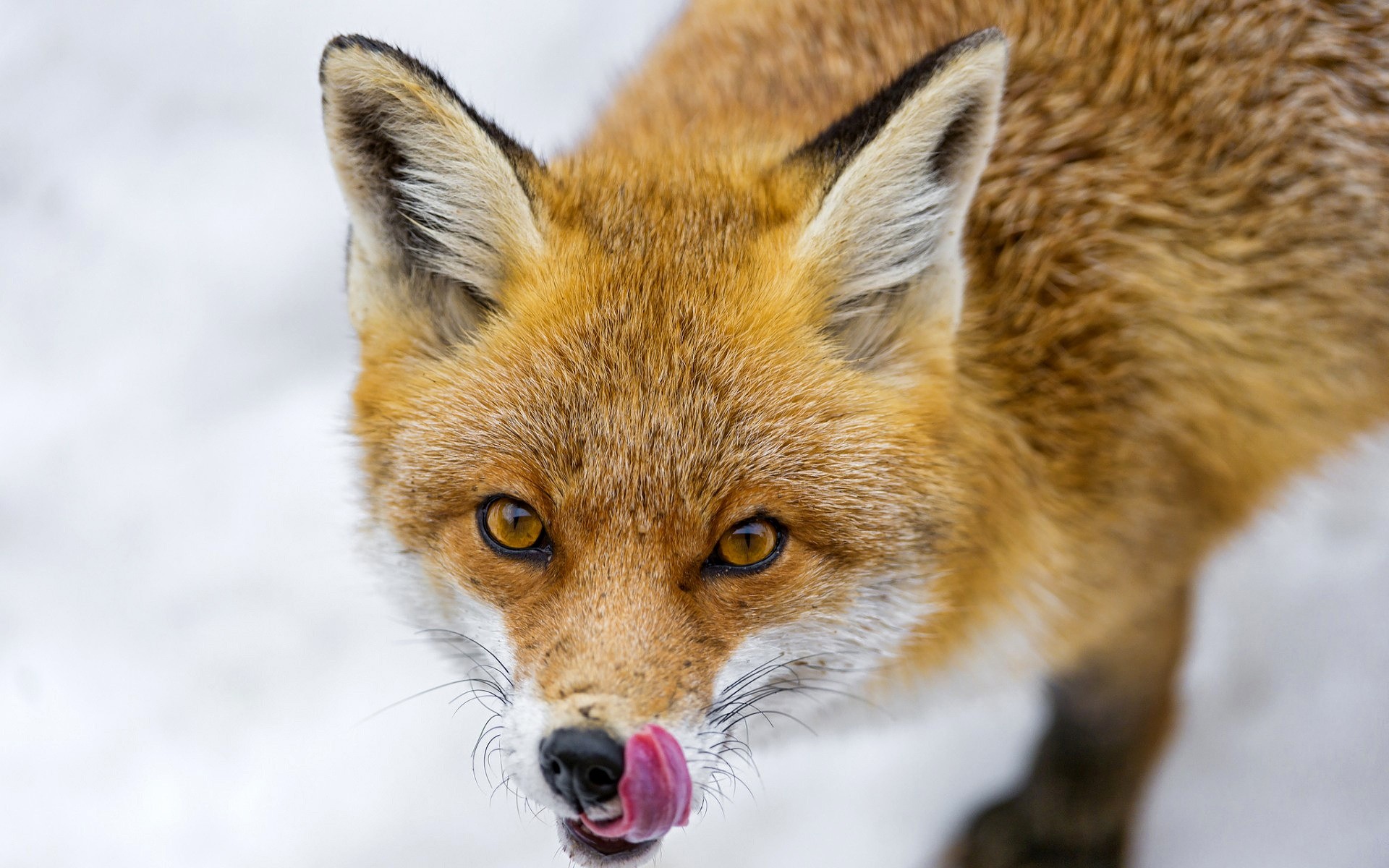 zwierzęta ssak dzika przyroda zwierzę natura lis dziki futro słodkie drapieżnik kynolog