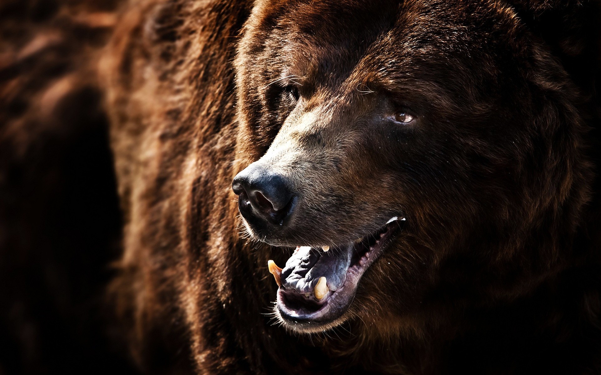 zwierzęta ssak przyroda natura portret zwierzę na zewnątrz zoo drapieżnik niebezpieczeństwo niedźwiedź