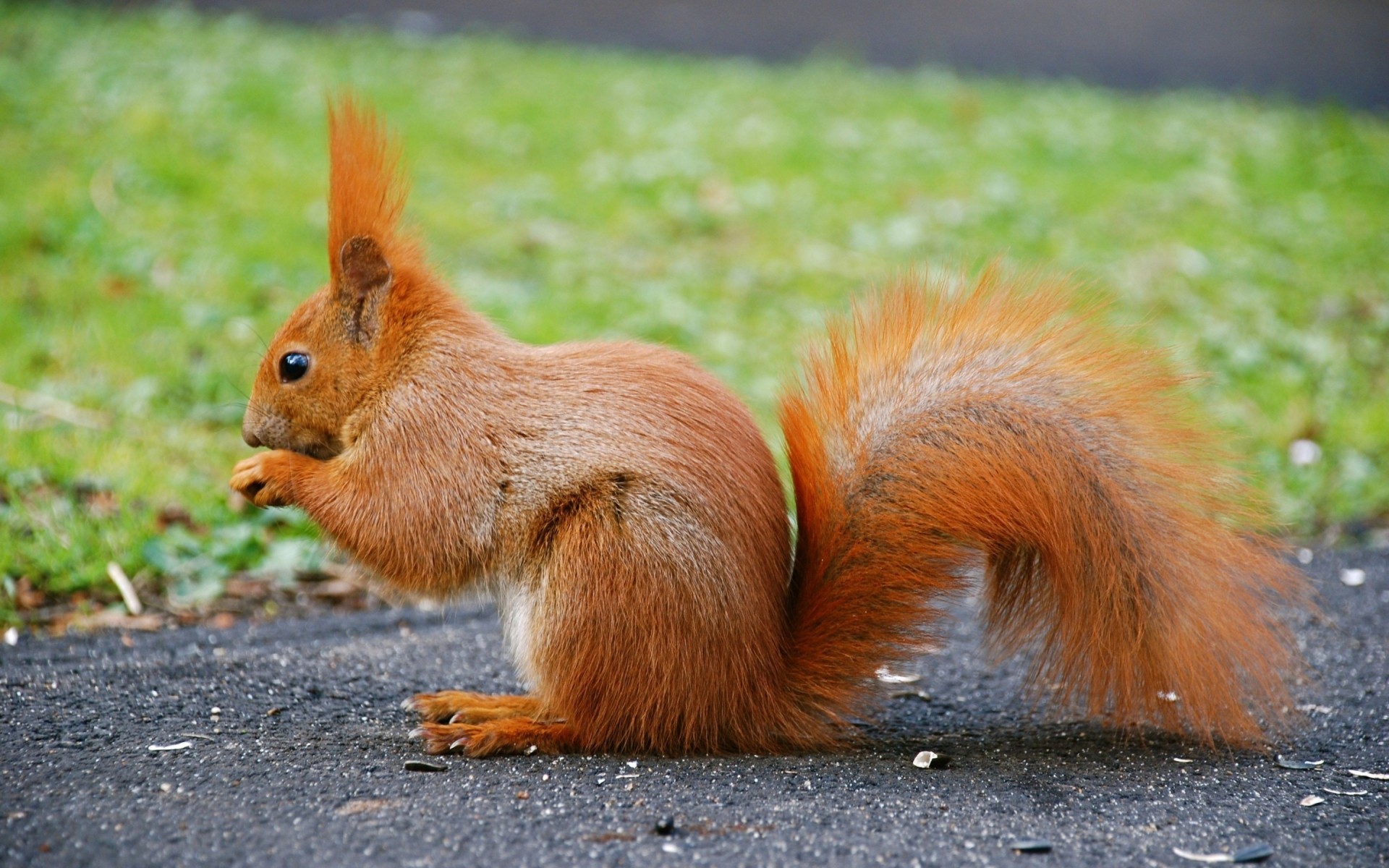 animaux mammifère écureuil rongeur faune fourrure animal mignon renard nature portrait écrou peu queue cheveux