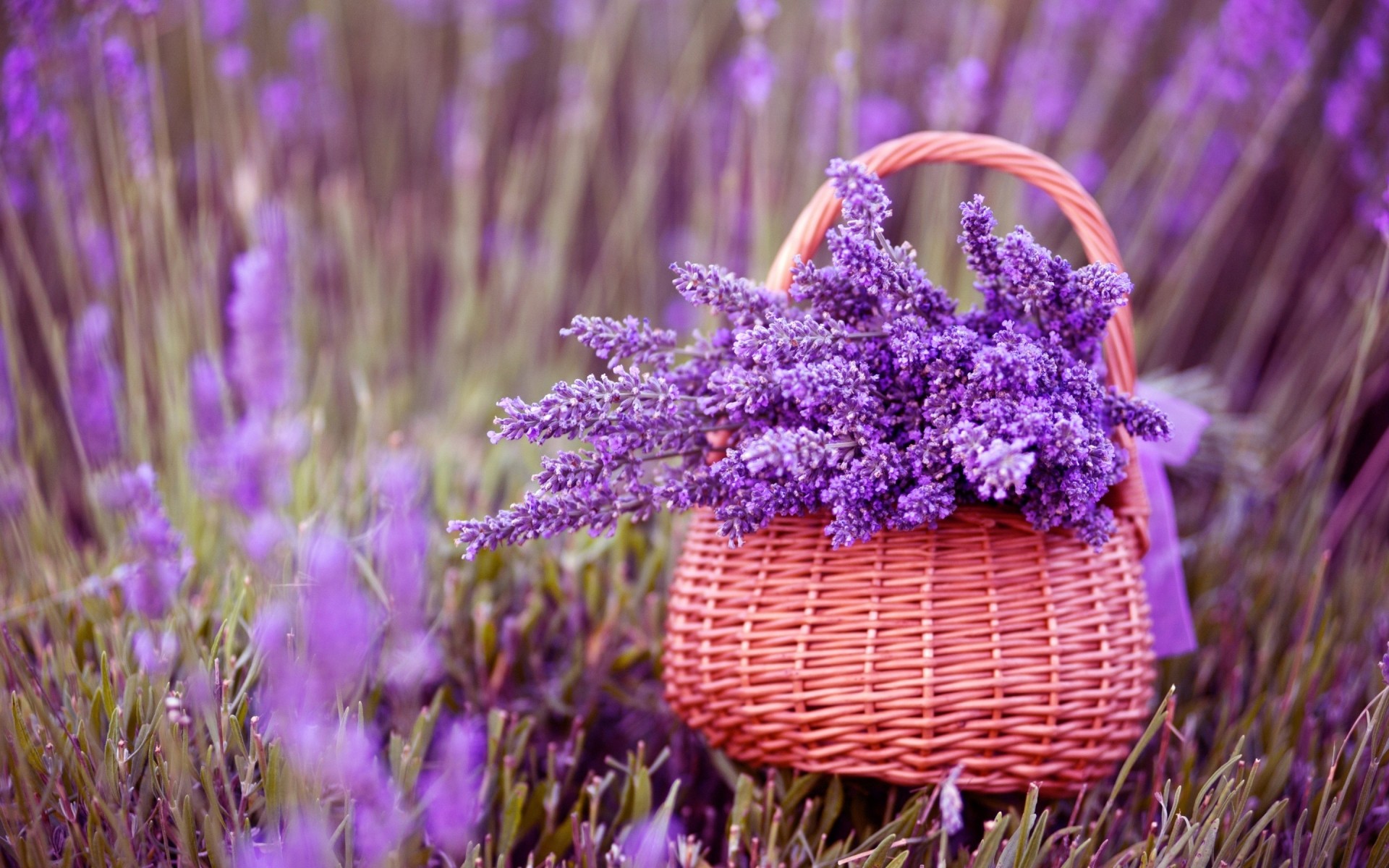 flowers nature flower flora outdoors summer close-up violet color bright lavender garden season grass gorgeous beautiful flowers purple flowers