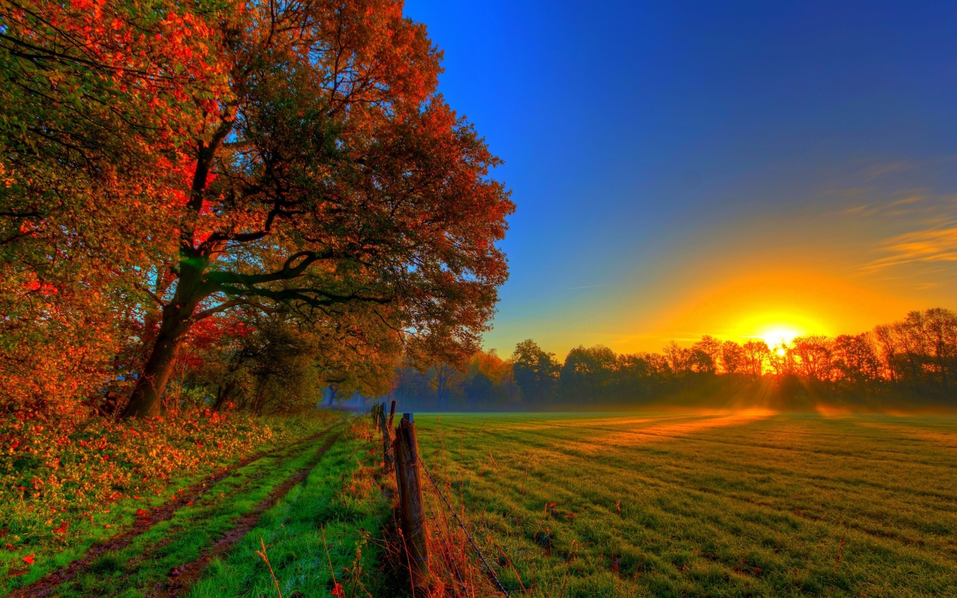 plantas amanecer otoño naturaleza sol puesta de sol paisaje al aire libre hoja árbol buen tiempo campo brillante rural madera árboles cielo nubes