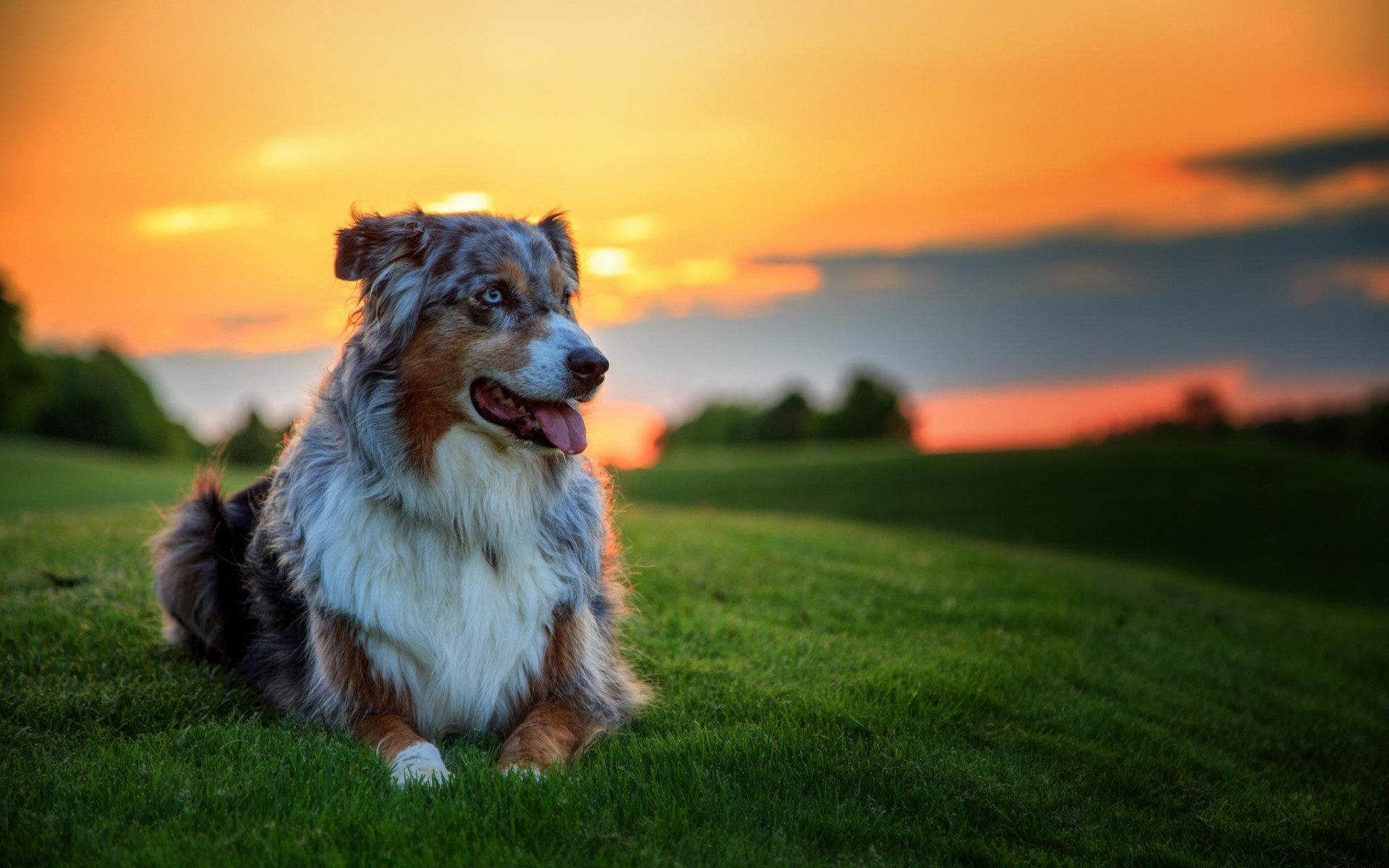 chien chien herbe mammifère animal animal de compagnie portrait cynologue champ nature berger australien coucher de soleil paysage