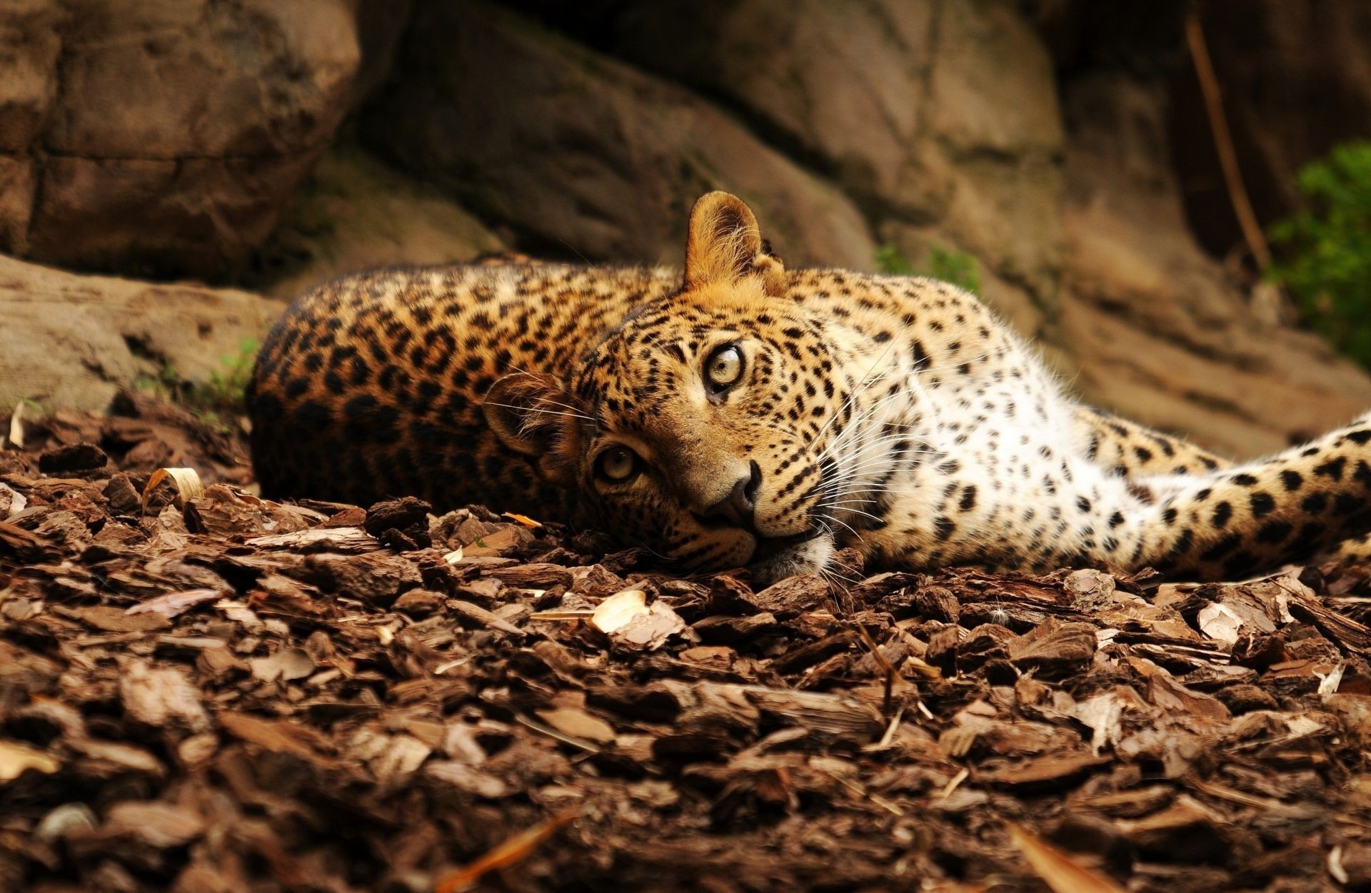 leopardos vida silvestre mamífero gato leopardo naturaleza salvaje zoológico depredador