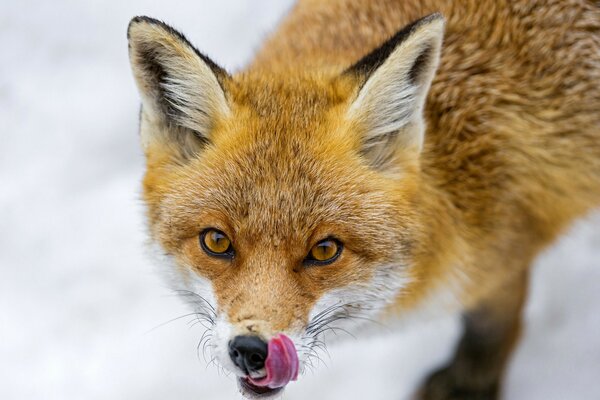 Wilder Fuchs auf Schnee Hintergrund