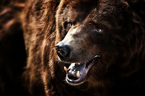 Retrato de um sorriso encantador de urso