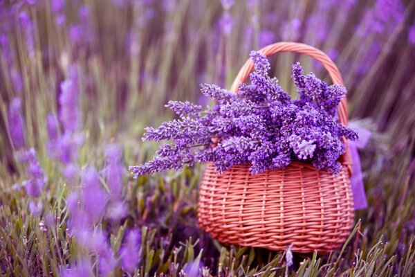 Natural beauty in a full basket