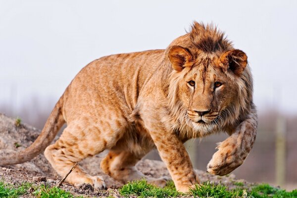 Beau Lion tacheté sauvage dans la nature