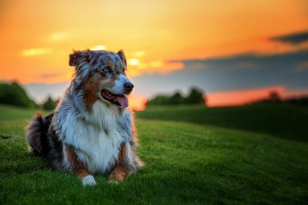 A dog lying on a green meadow