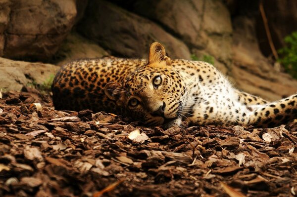 Der zärtliche Blick eines wilden Leoparden