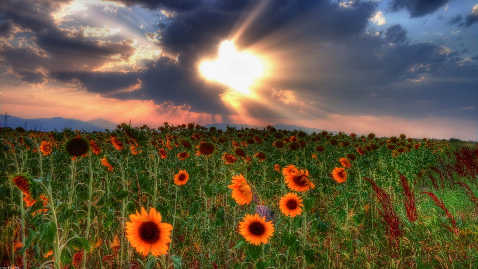 sonnenuntergang und dämmerung feld sonne des ländlichen natur sommer blume hell heuhaufen landschaft flora landwirtschaft land gutes wetter himmel landschaft gras im freien farbe wachstum