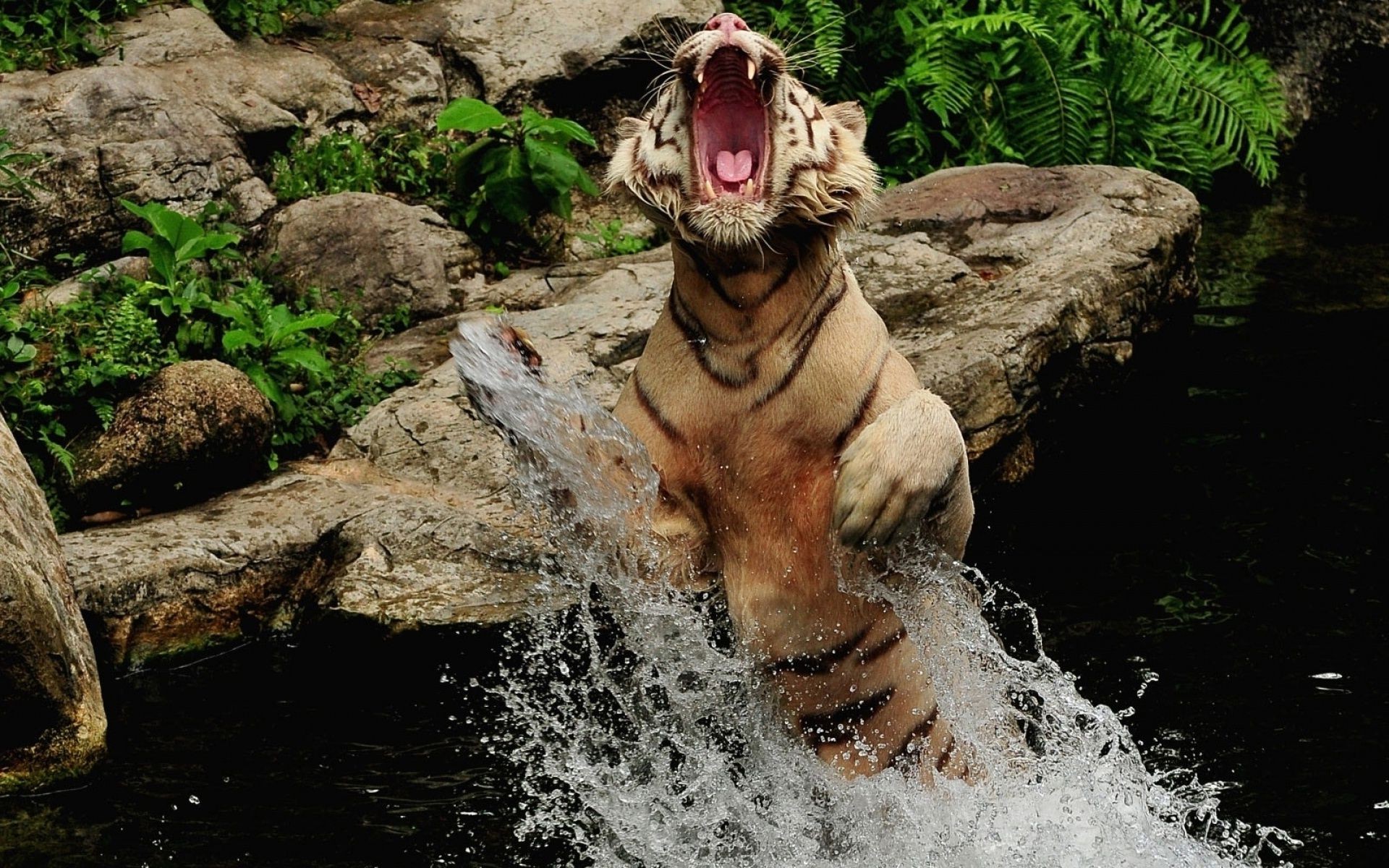 tigers water nature mammal danger wet outdoors river