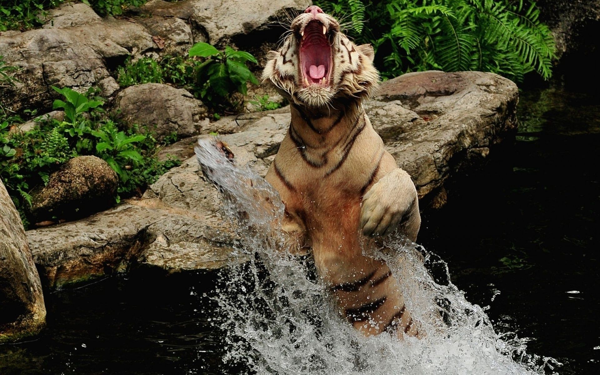 tigres agua naturaleza mamífero peligro mojado al aire libre río