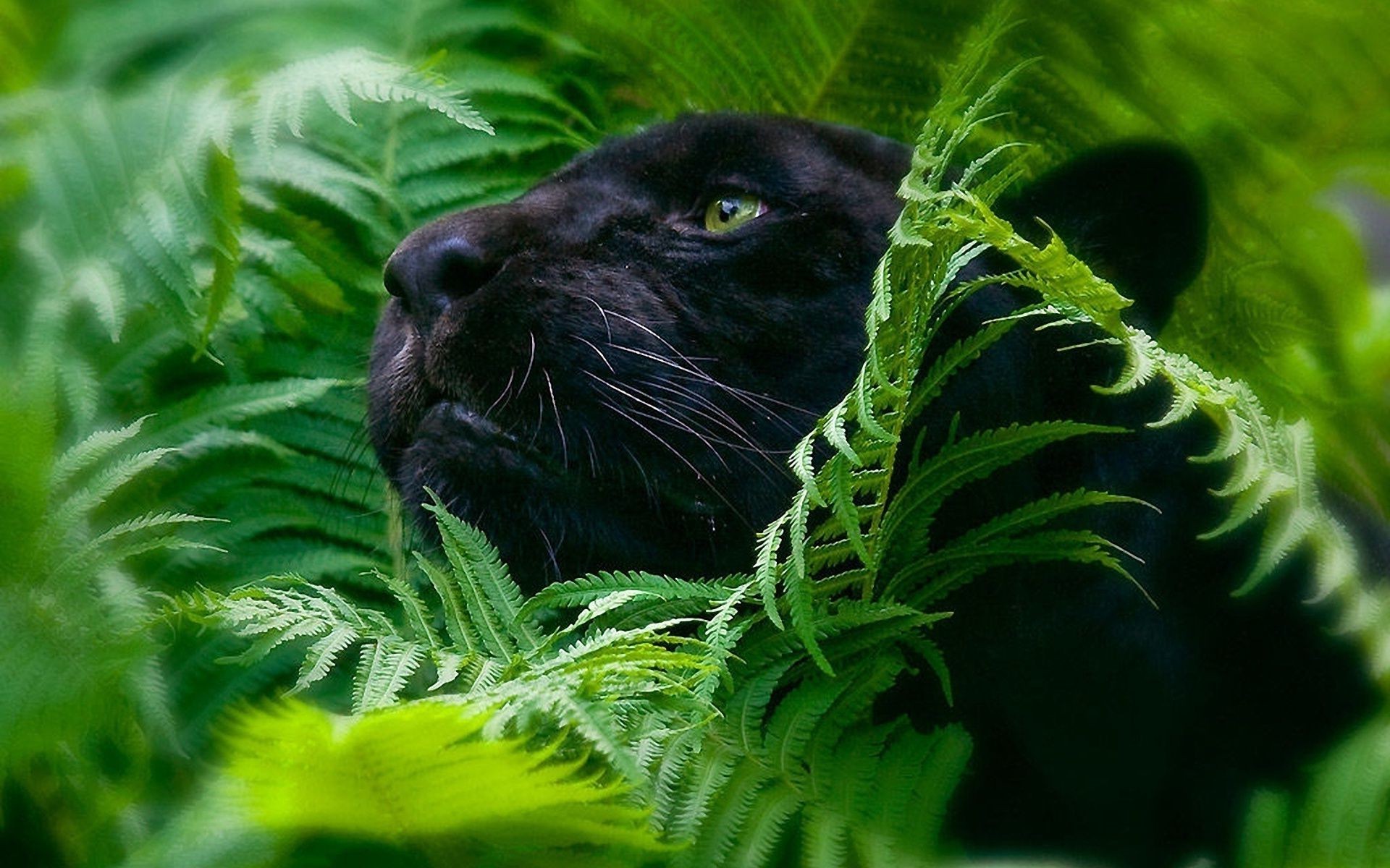 tiere natur tierwelt im freien tier blatt umwelt dschungel gras flora wild biologie baum