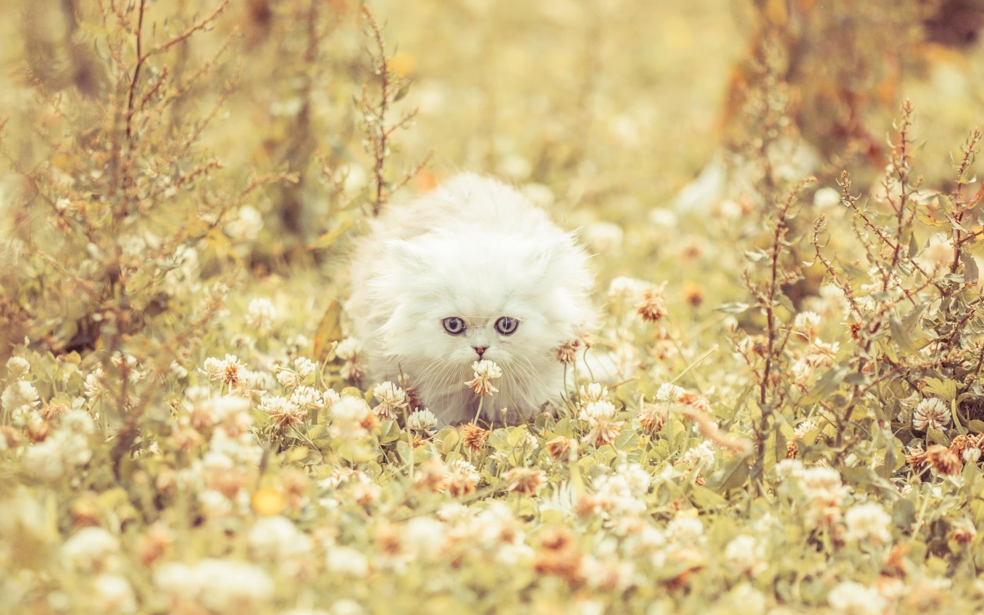 katzen natur im freien wenig tier wild niedlich kitty wunderschön cool schön