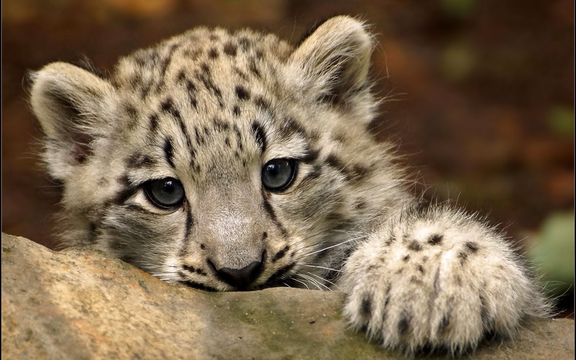 hayvanlar memeli yaban hayatı kedi yırtıcı hayvan hayvan vahşi et yiyen doğa hayvanat bahçesi kürk avcı büyük safari leopar bebek leopar muhteşem