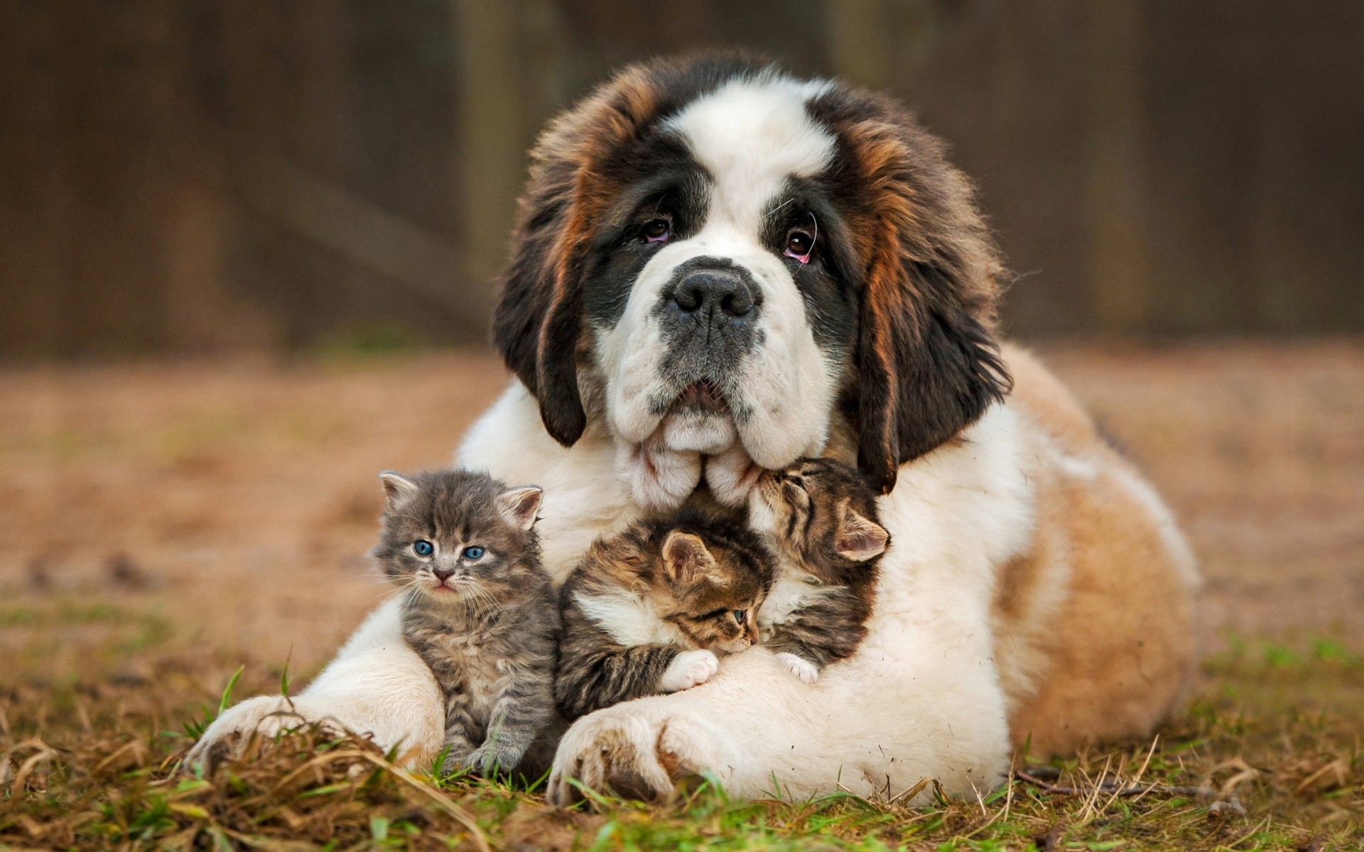 dogs mammal animal dog cute pet puppy canine grass little fur saint bernard kittens love