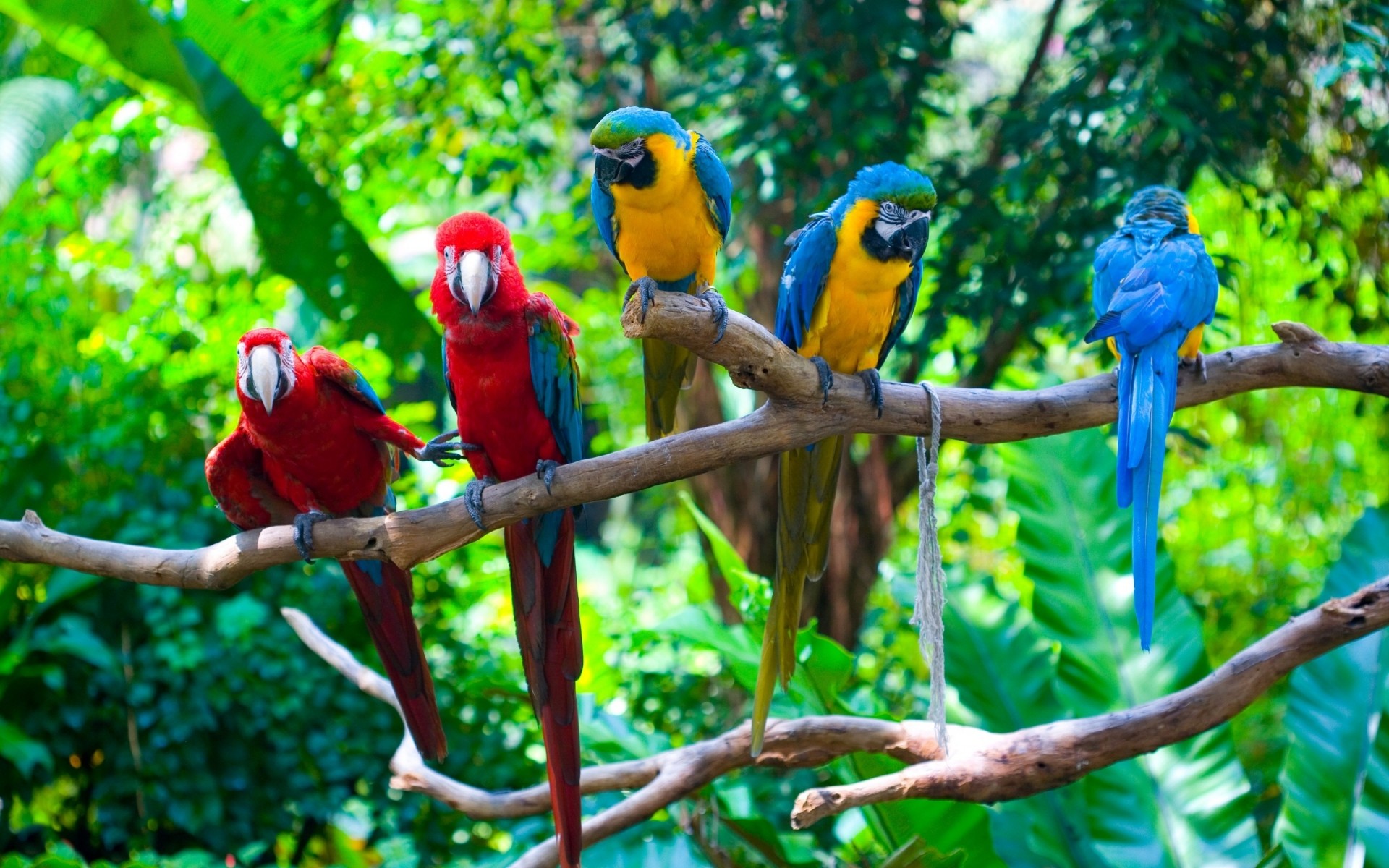 perroquet tropical oiseau jungle la faune la nature ara exotique zoo forêt tropicale bec animal sauvage avian couleur bois plume bois aile perroquets belle magnifique