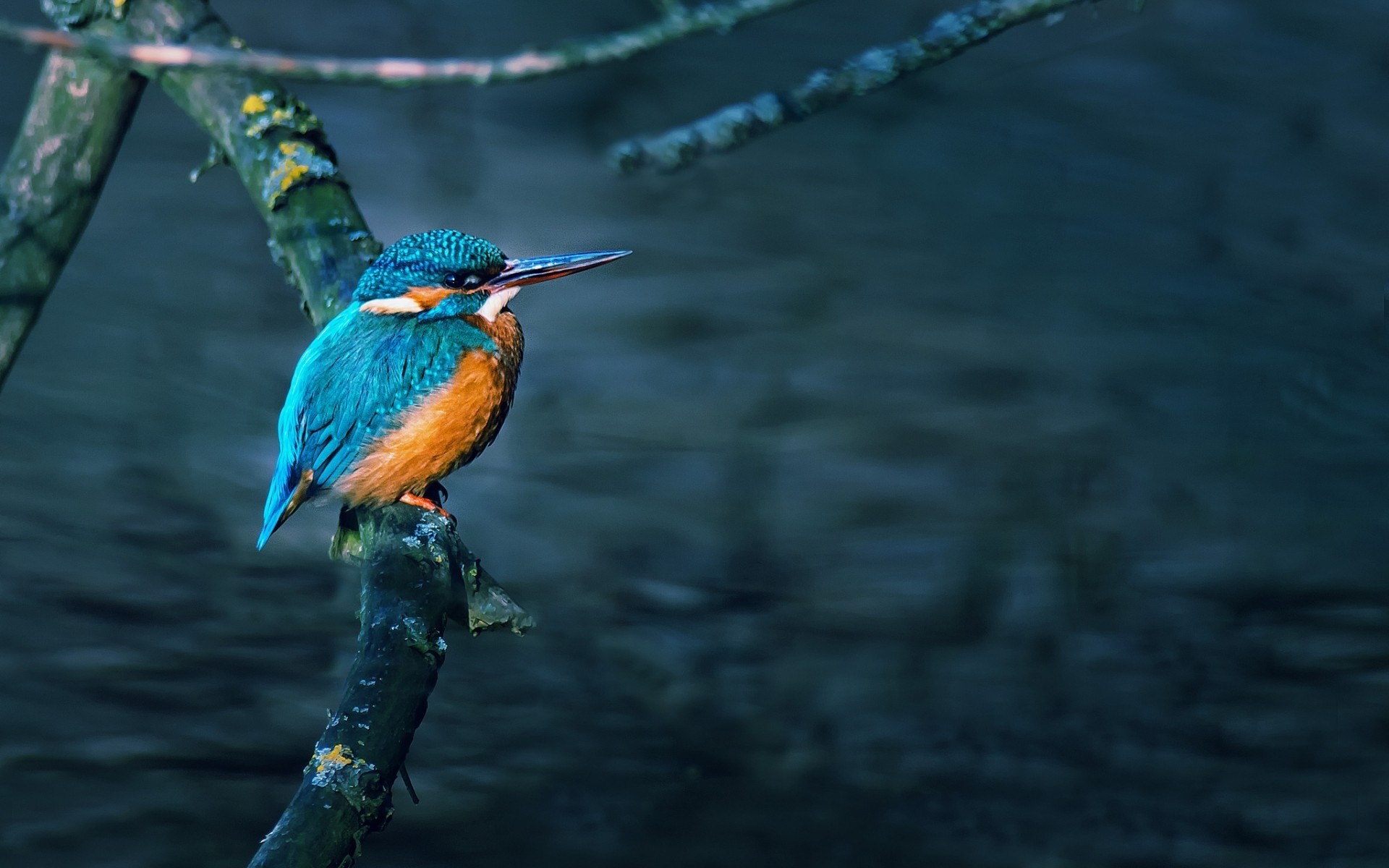 oiseaux oiseau nature eau la faune en plein air rivière magnifique belle