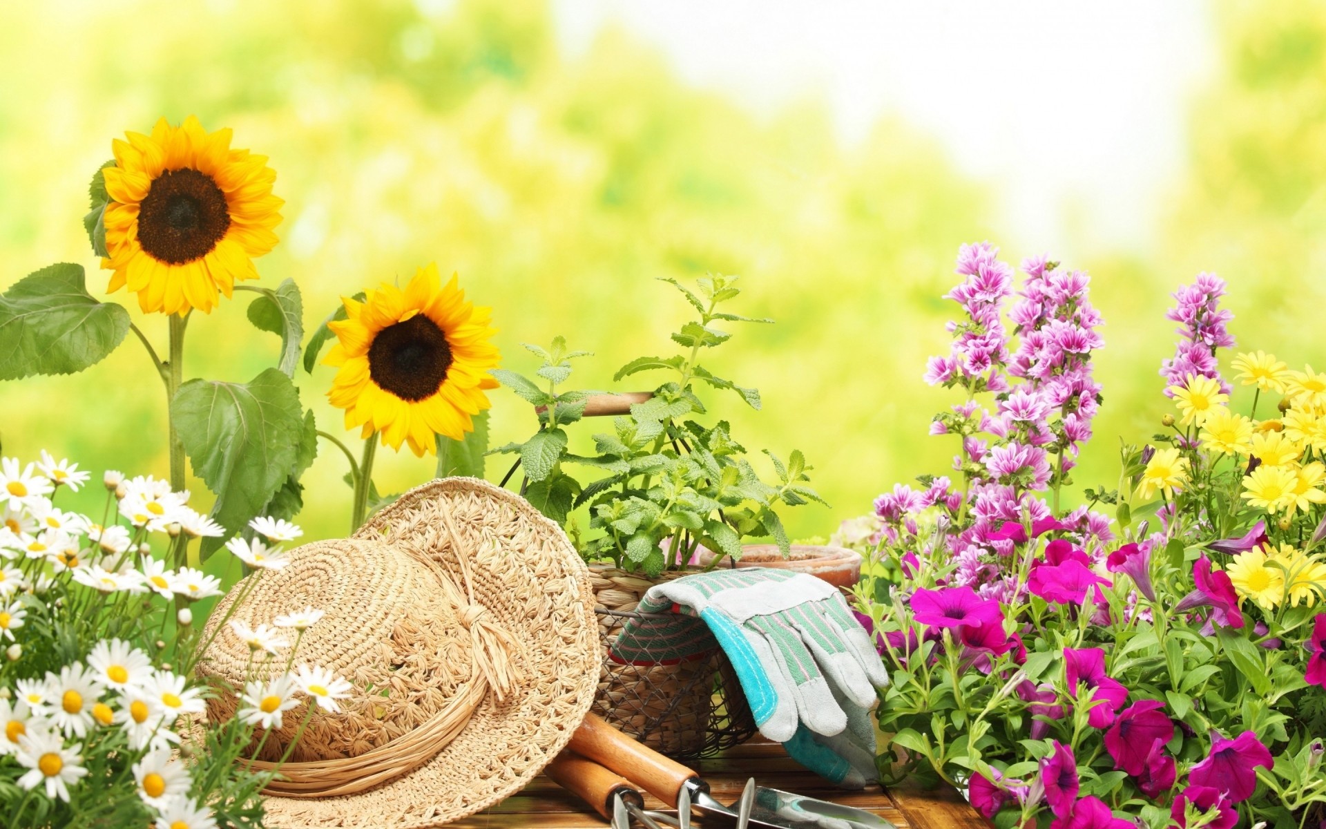 manzara çiçek doğa flora yaz yaprak bahçe çiçek yakın çekim çiçeklenme renk parlak buket tarla sezon büyüme taçyaprağı güzel aletler muhteşem ayçiçeği şapka