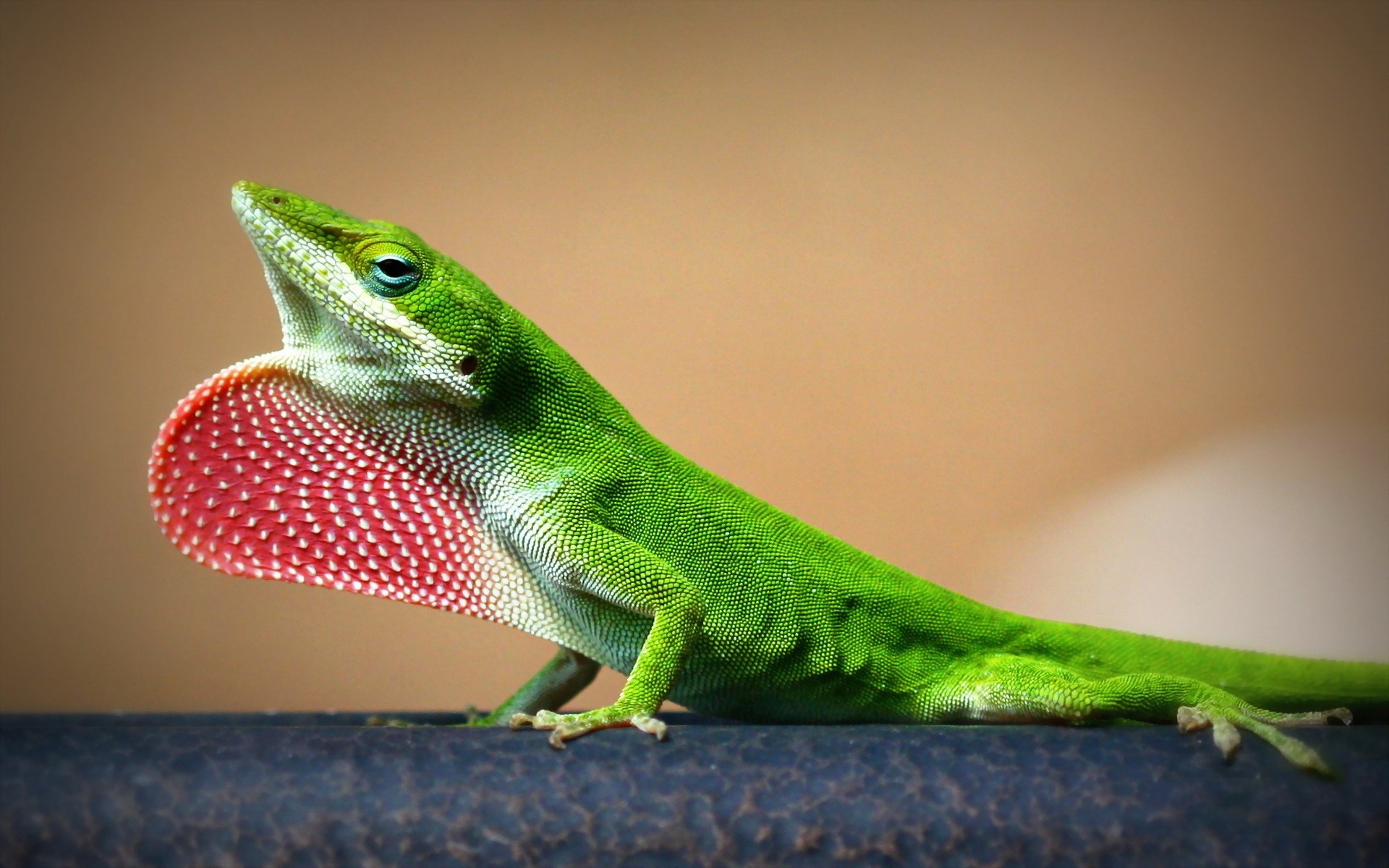 répteis e rãs lagarto lagarto vida selvagem gekko natureza tropical jardim zoológico sozinho dragão folha retrato exótico cor ao ar livre animal árvore