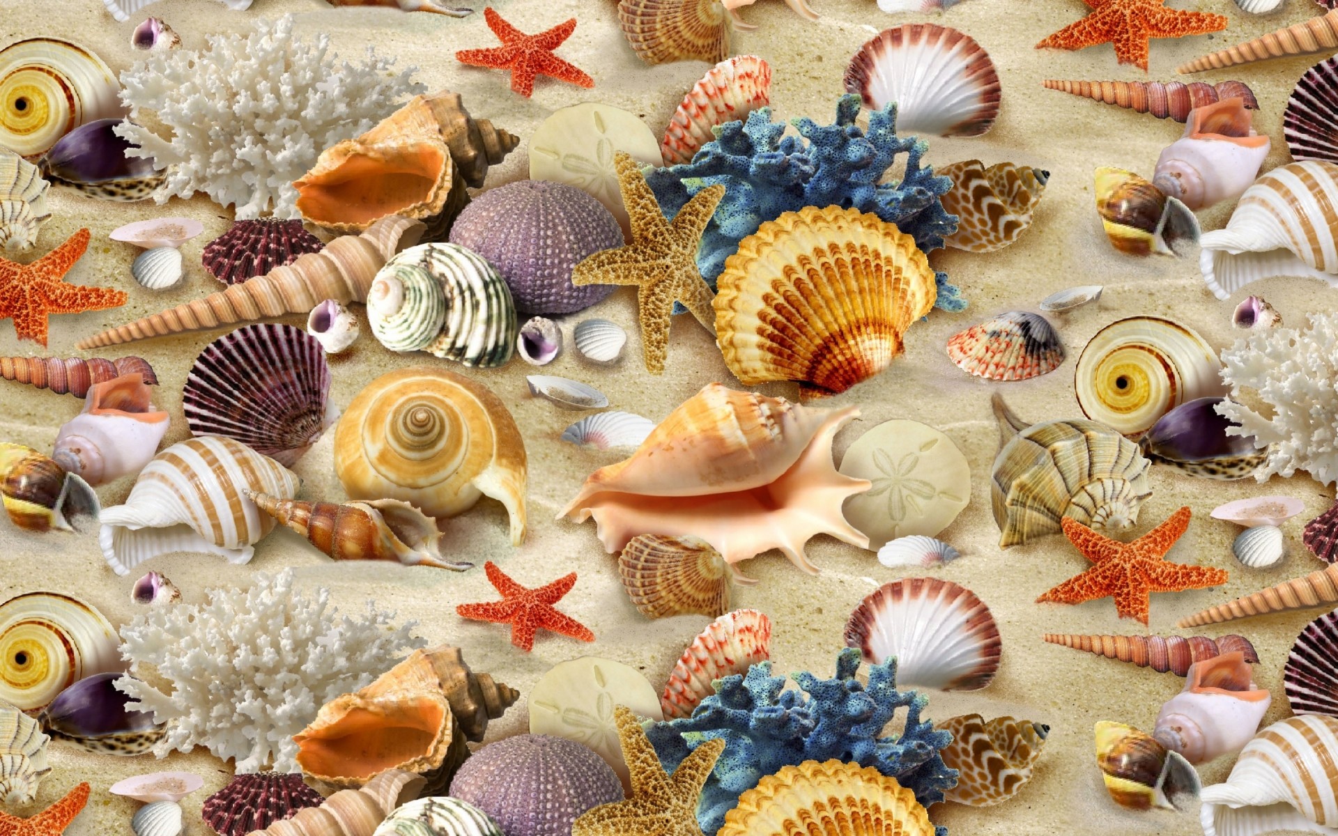 summer seashell starfish shell marine souvenir decoration shellfish sea conch scallop cockle snail desktop clam collection vacation cockleshell beach shells corals sand gorgeous