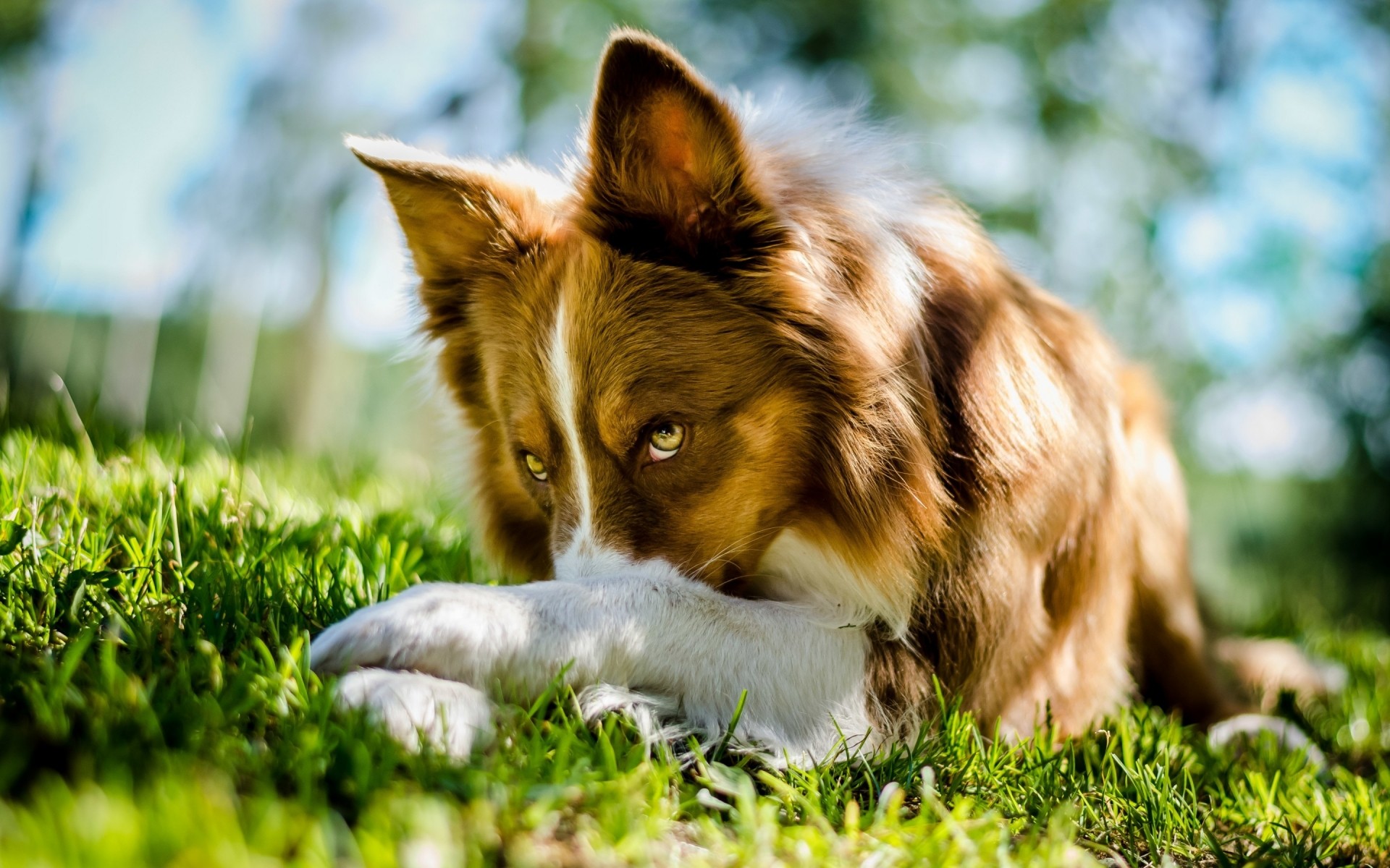 köpekler sevimli çimen köpek memeli hayvan evde beslenen hayvan köpek eğitmeni küçük kürk köpek yavrusu doğa genç portre muhteşem güzel