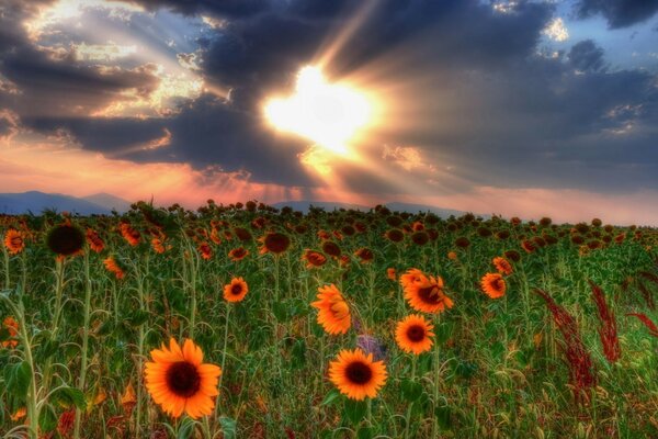 Campo de girasol al atardecer