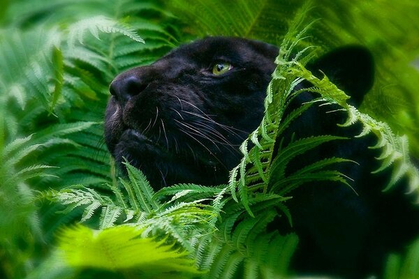 Panther big cats foliage