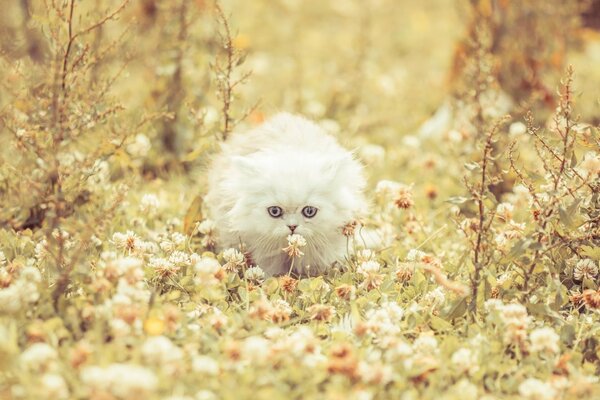 A white kitten sneaks in the grass