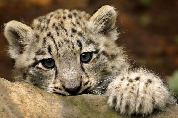 A wild cat with a mesmerizing look