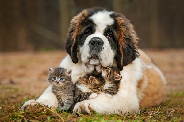 A dog with kittens is lying on the grass