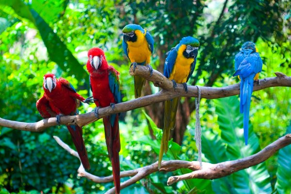 Rainforest. Parrots on a branch