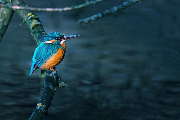 A lonely bird with a long beak in nature