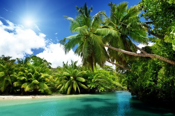 Blick auf Palmen am blauen Meer