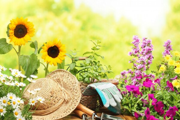 Un conjunto de residentes de verano en una hermosa cama de flores en la naturaleza