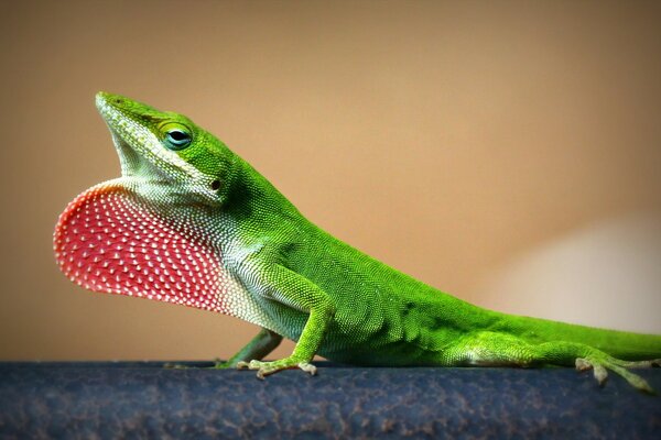 The image of a green reptile in macro photography