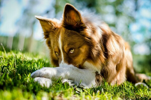 Cute dog hides his nose in the grass