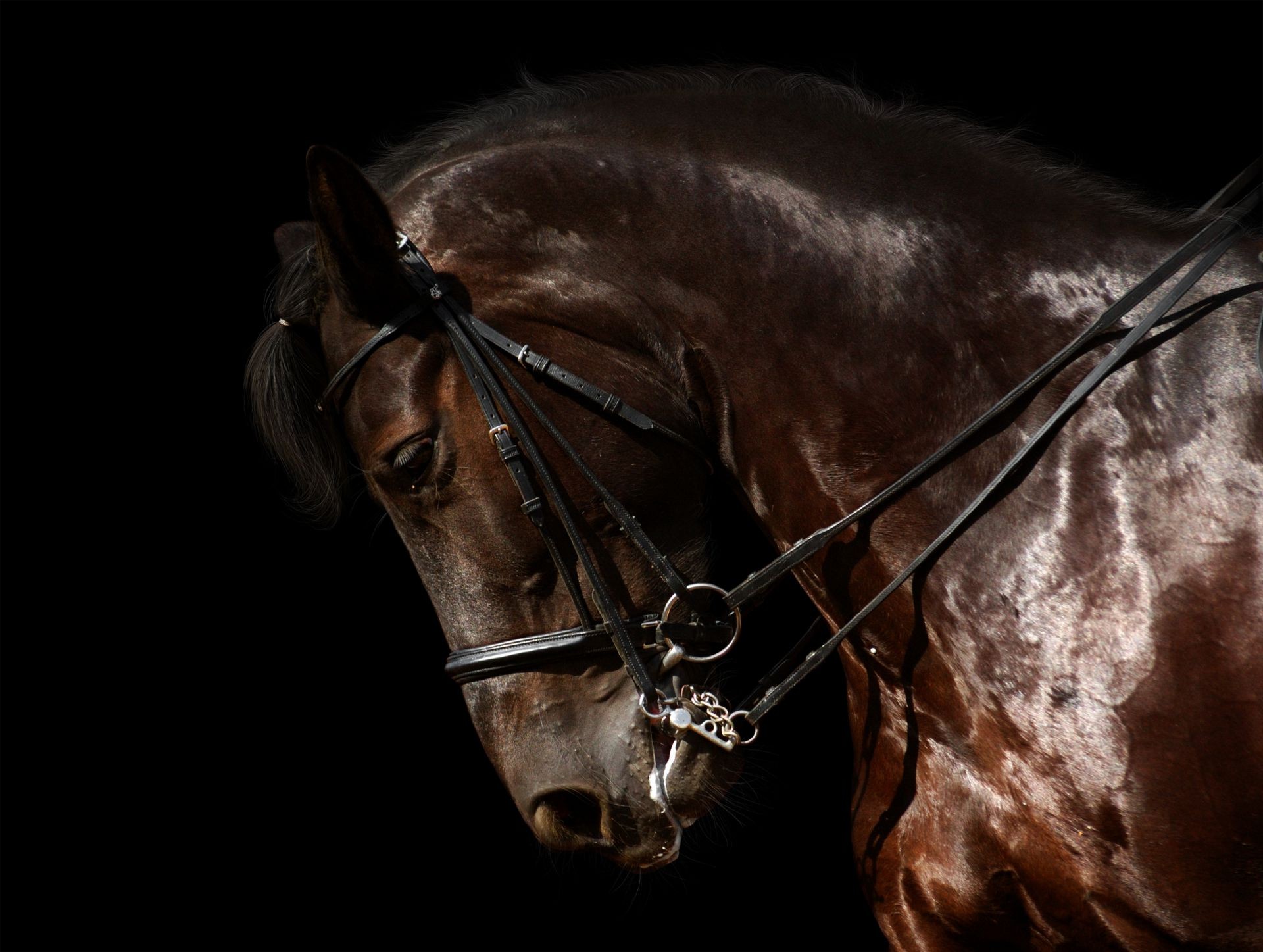 chevaux cavalerie un mammifère cheval sombre concours assis course mare portrait