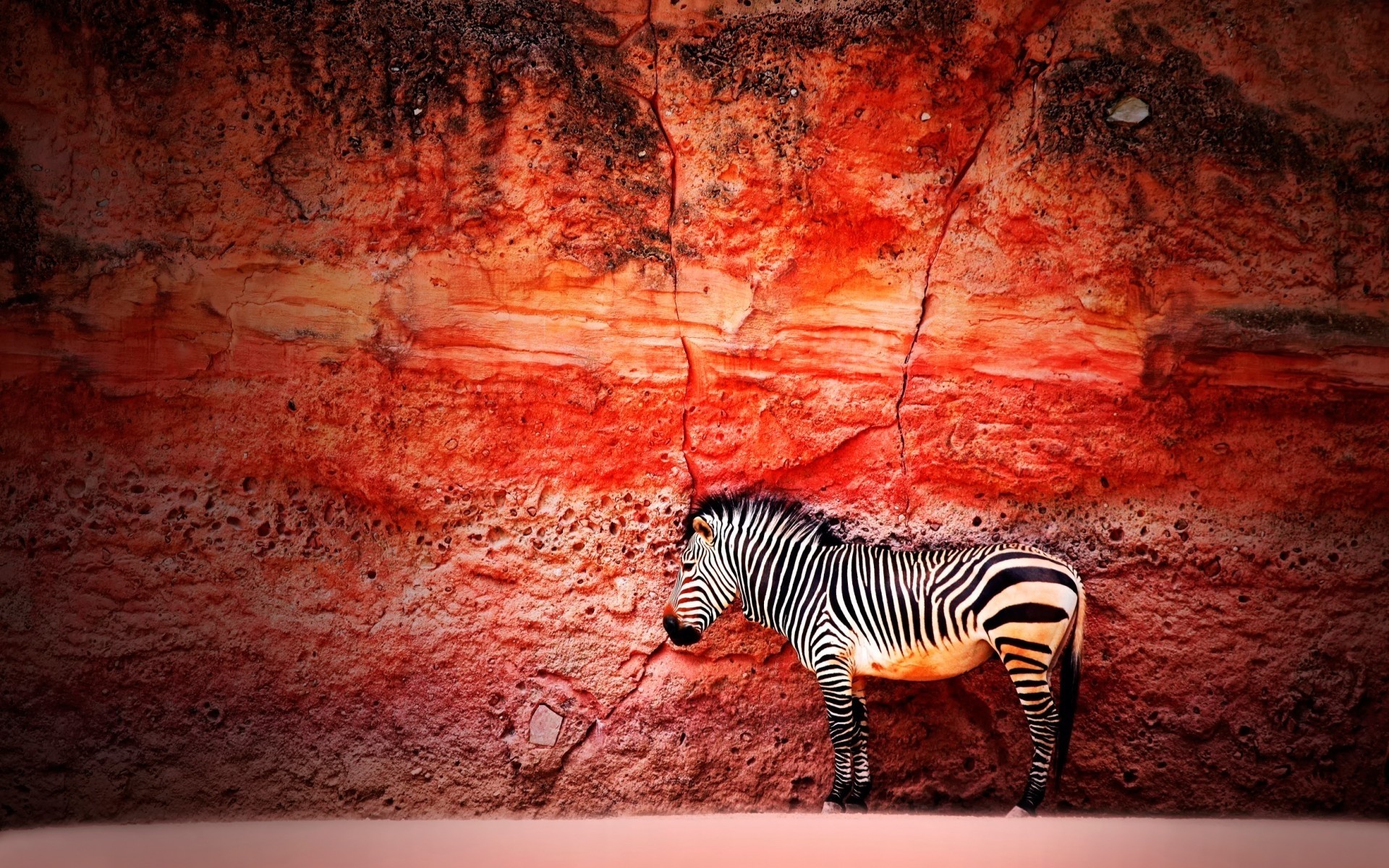 animali astratto desktop texture arte modello vintage parete vecchio design sporco illustrazione colore zebra giungla